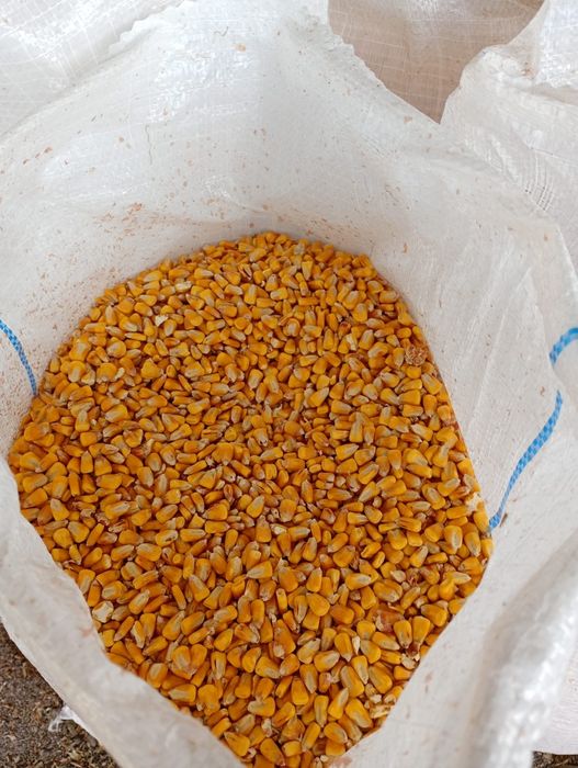 Porumb boabe de vânzare 1,20 kg