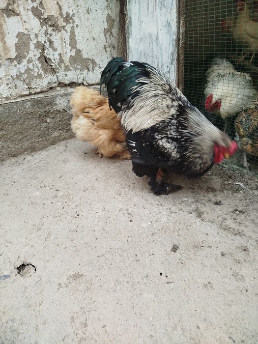 Toza Brama tovuq va xoʻroz zoti toza