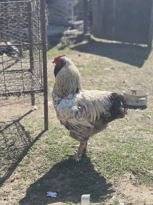 Vand cocosi brahma