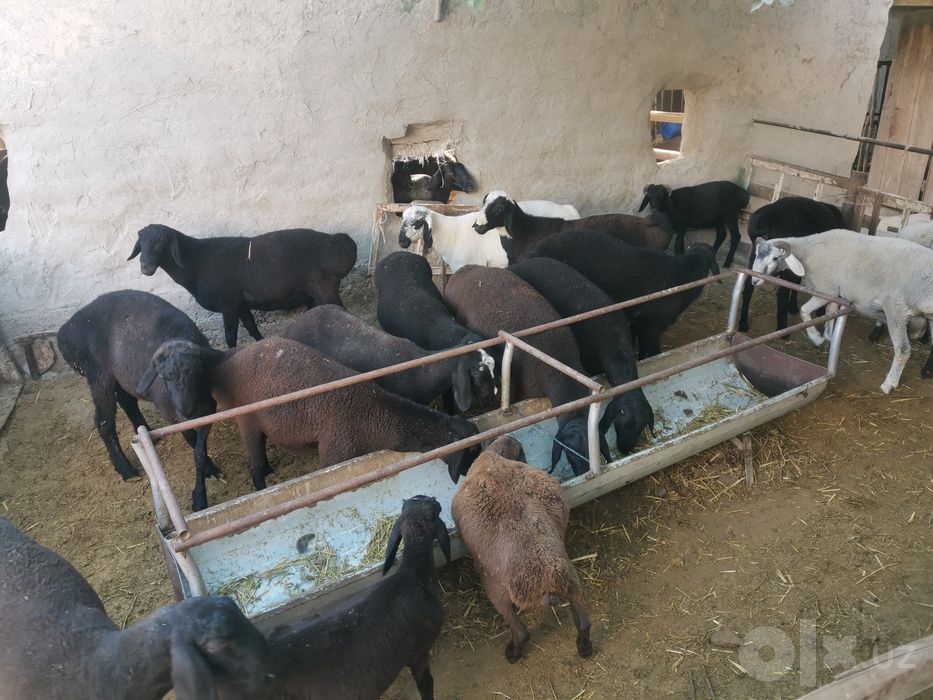 Кучкор баралар сотилади