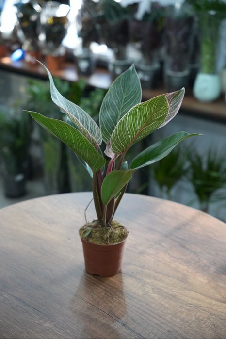 Фидодендрон Пинк бикини