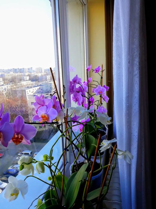 VEST-Kaufland-2cam,semidecomandat - 57 000 euro