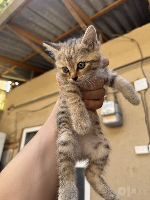 Котятя в добрые руки!
