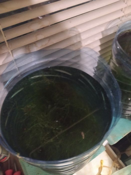 Явански мъх за Аквариум