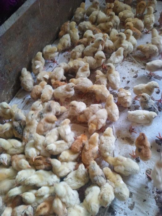 Продам гусят, утят, бройлеров
