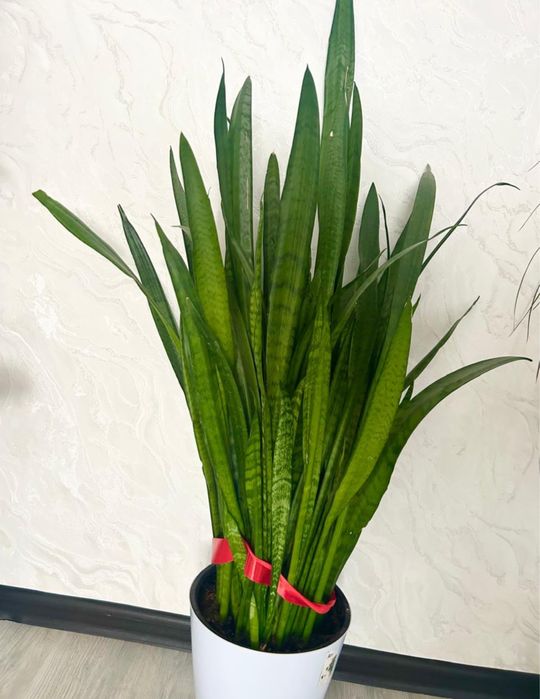 Цветы сансиверия