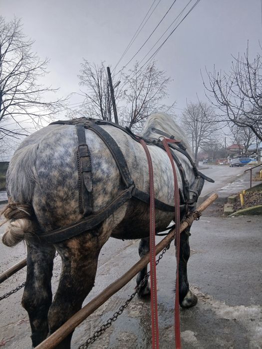 Harmăsar de vânzare