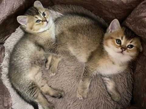 Британские котята