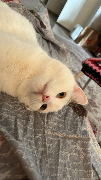 отдадим в хорошие руки