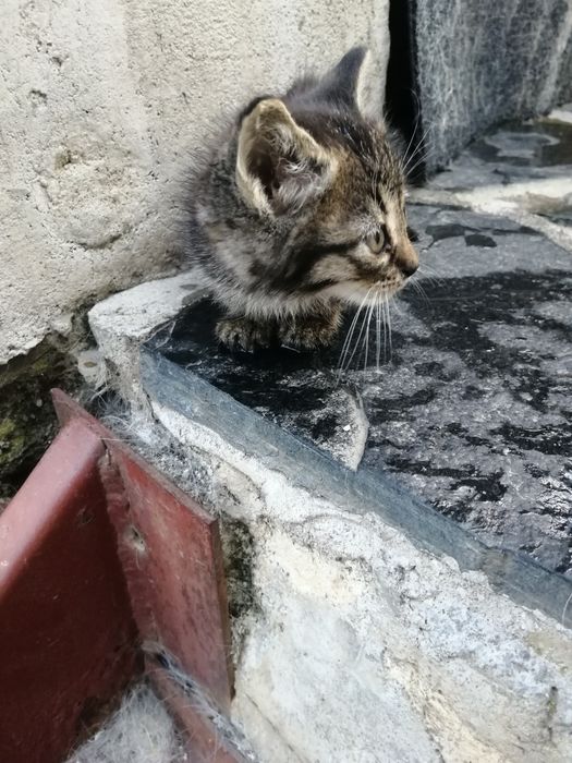 Подарявам Котета