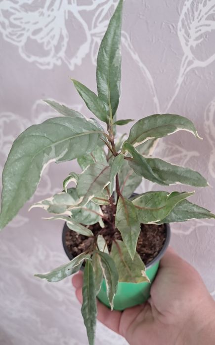 Цветы комнатные  .