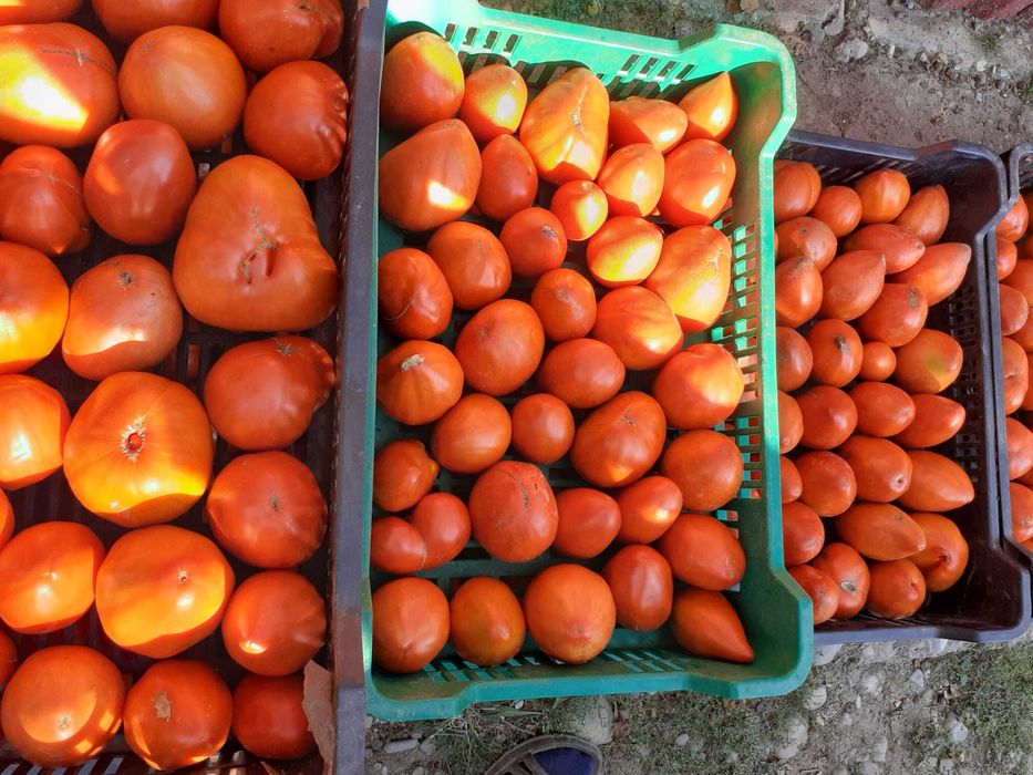 Roșii de grădină de vânzare