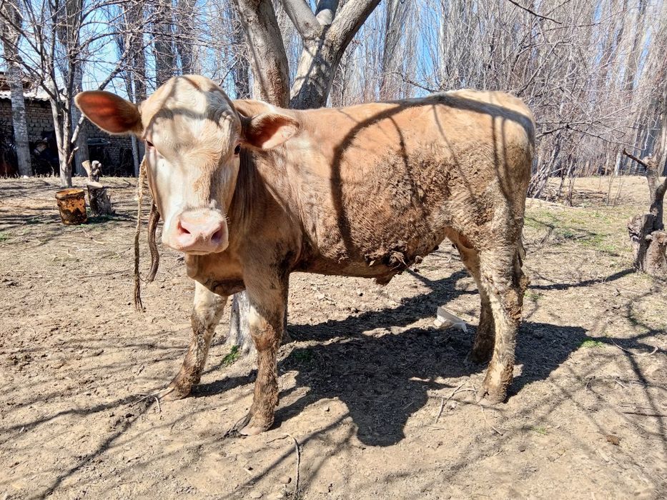 Продаю быков ,возраст 1,3