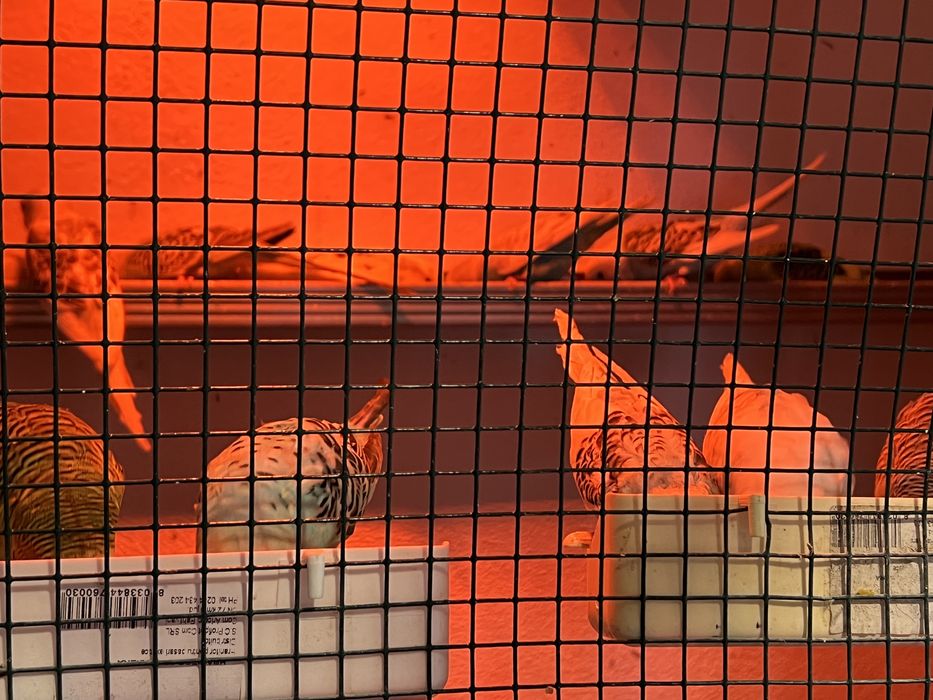 Peruși standard și semistandar