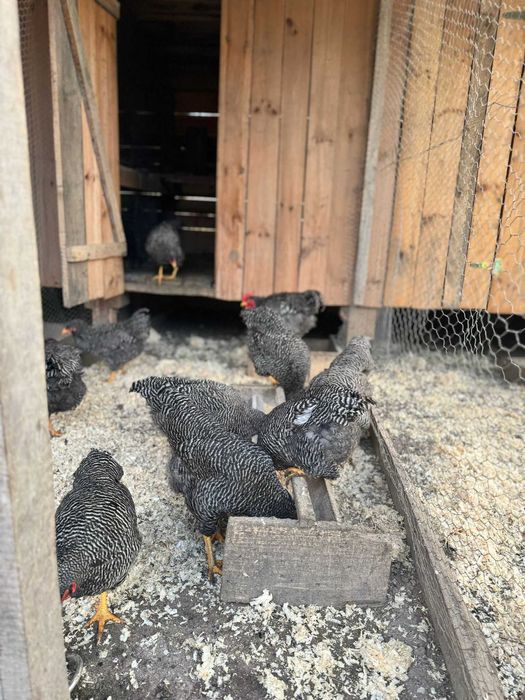 Gaini plymouth rock barat