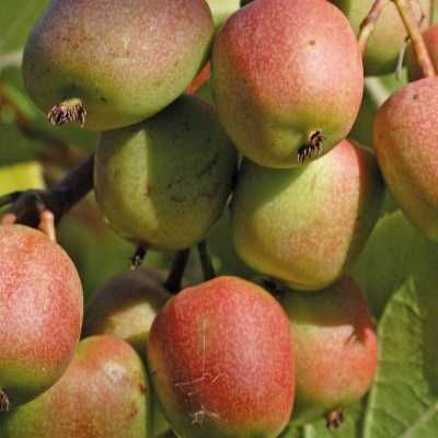 Саженцы разных сортов  Мужской и Женской Актинидия