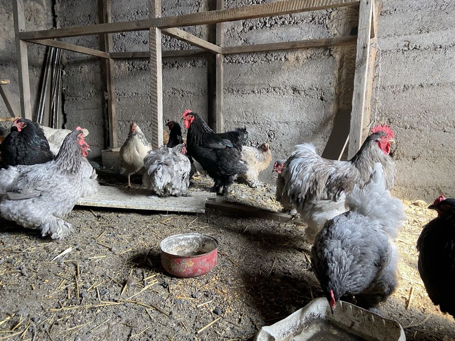 Куры и петухи брама