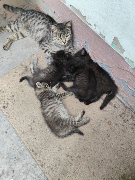 Котята бесплатно