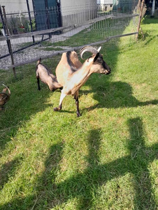 Vând capra alpin francez