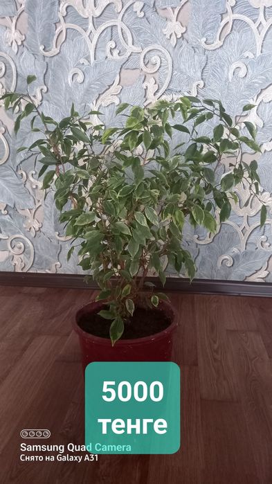 Комнатные цветы красивые