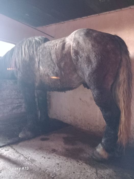 Vând armăsar semigreu