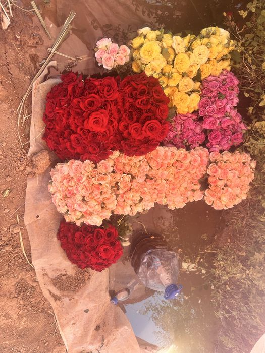 Атиргул кучати ва куз кучатлари сотилади