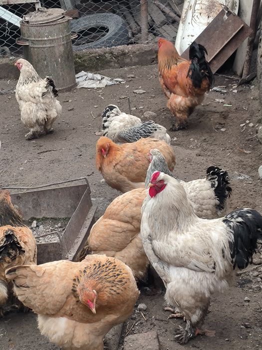 Яйца брама на инкубацию