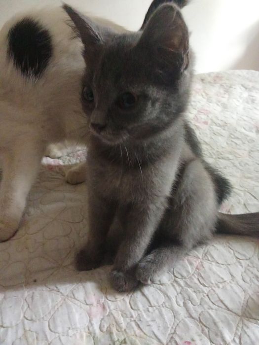 Отдам котят   в хорошие руки