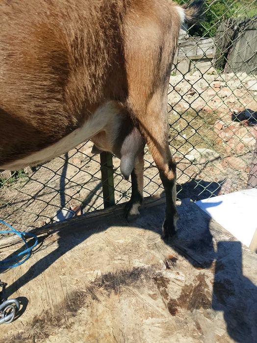 Vind trei capre bune de lapte