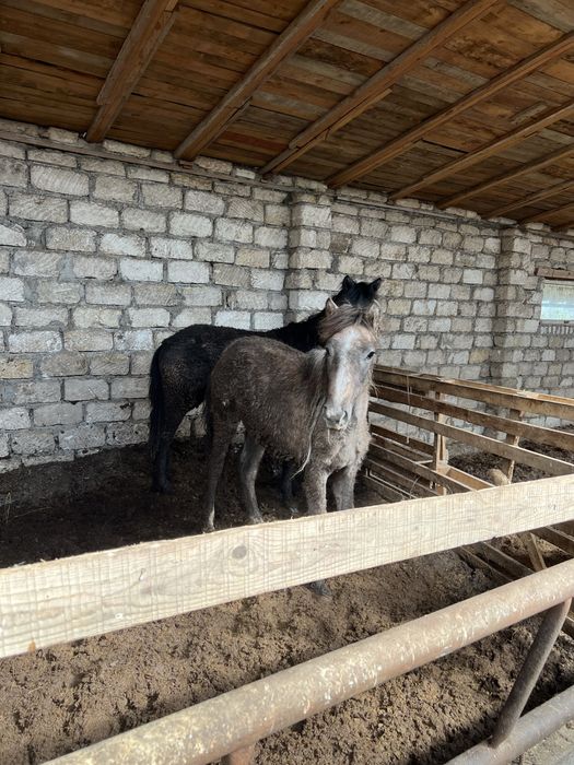 Жабагы сатылады 2 бас ургащы