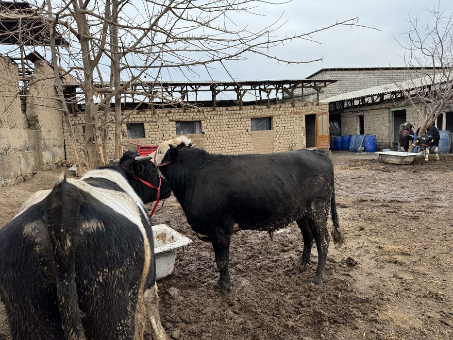 Buqalar sotiladi arzon narxlarda