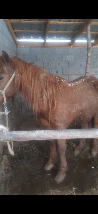 Тайлар полторашка