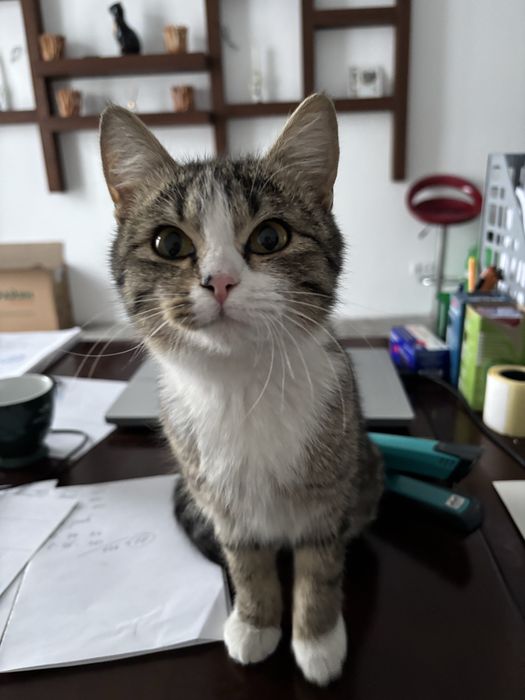 Кошечка в добрые руки