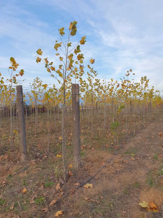 Vand mesteacan-tei de floare-platan diferite marimi