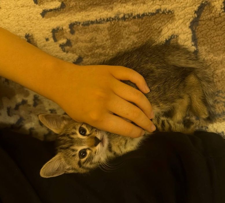 Мушукчалар трекинга берилади