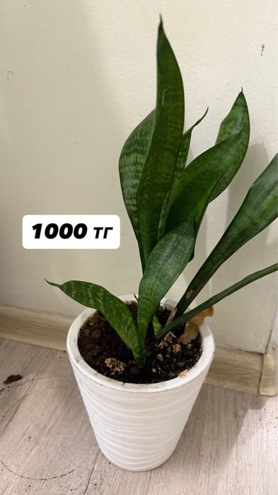 Продам комнатные цветы