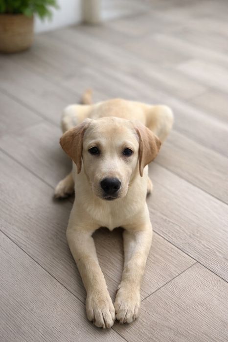 Щенок лабрадра ретривера