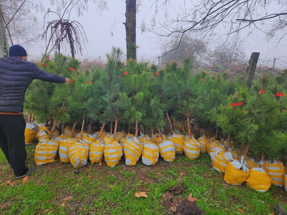 Archalar bor har hil turdagi