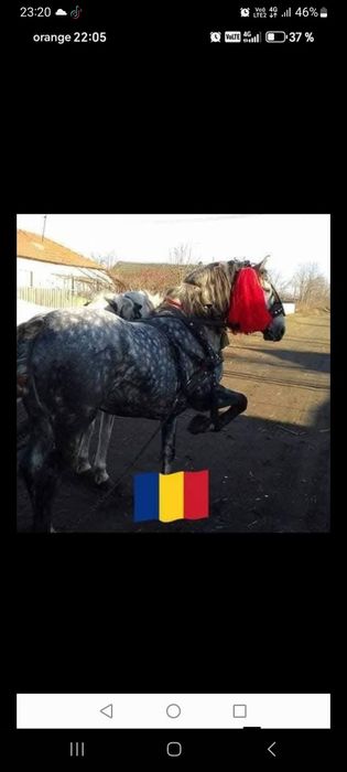 Armăsar de 3 ani de vanzare