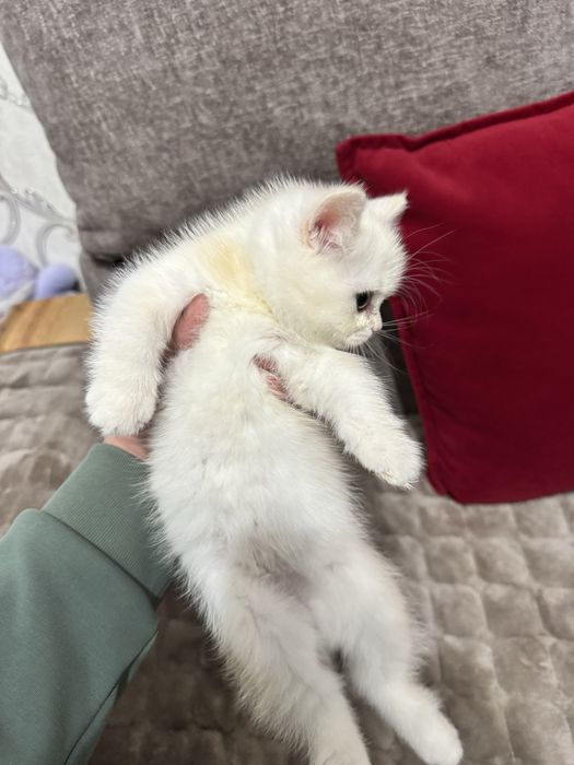 Shinshila serebristiy svetliy