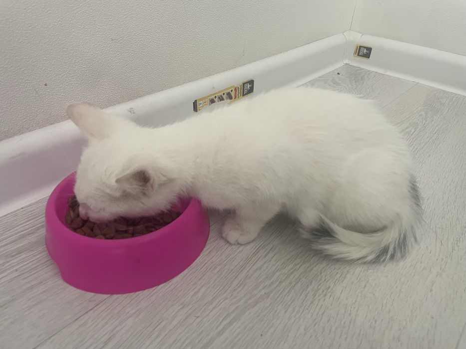 Котёнок ищет любящих хозяев!