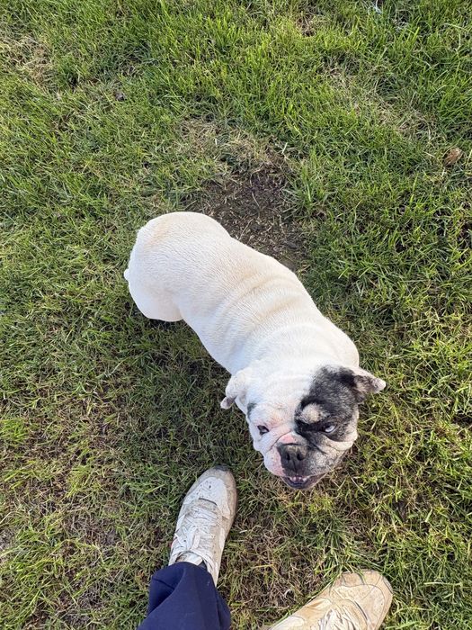 Buldog francez femela