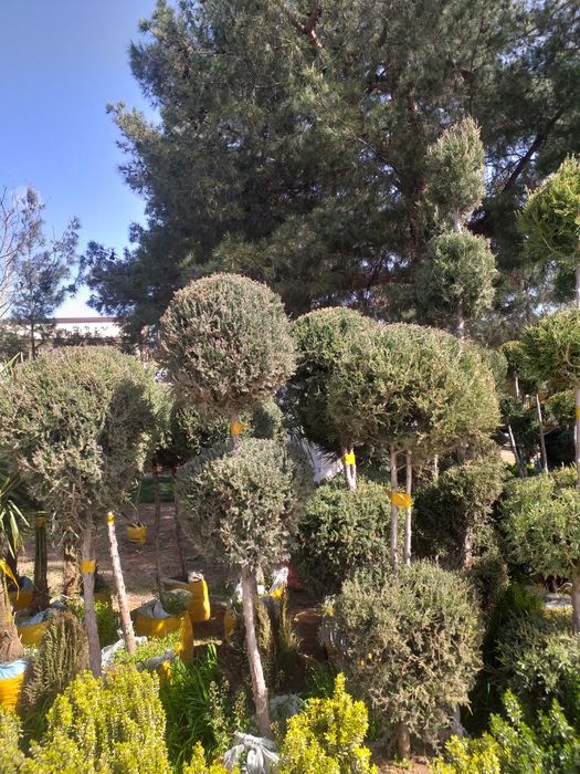 Gazon lanshaft archa va gular