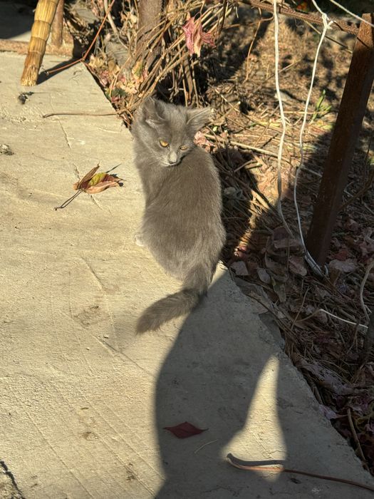 Отдам в добрые руки кошек