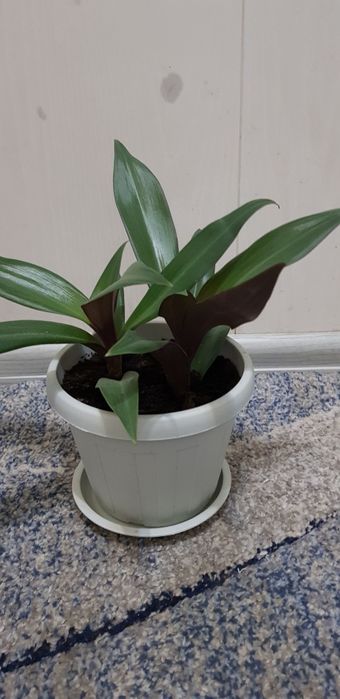 Комнатные цветы красивые разные