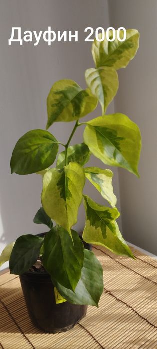 Бугенвиллии разные.