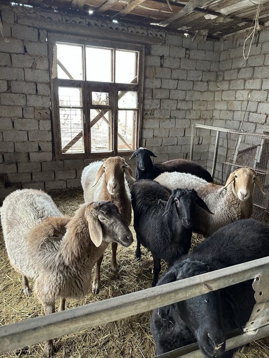 Qoy Arashan ona bola