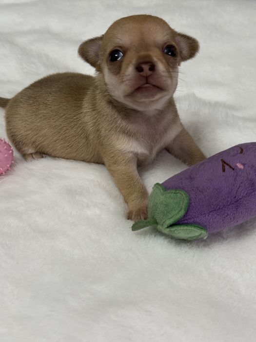 Супер мальчишка чихуауа