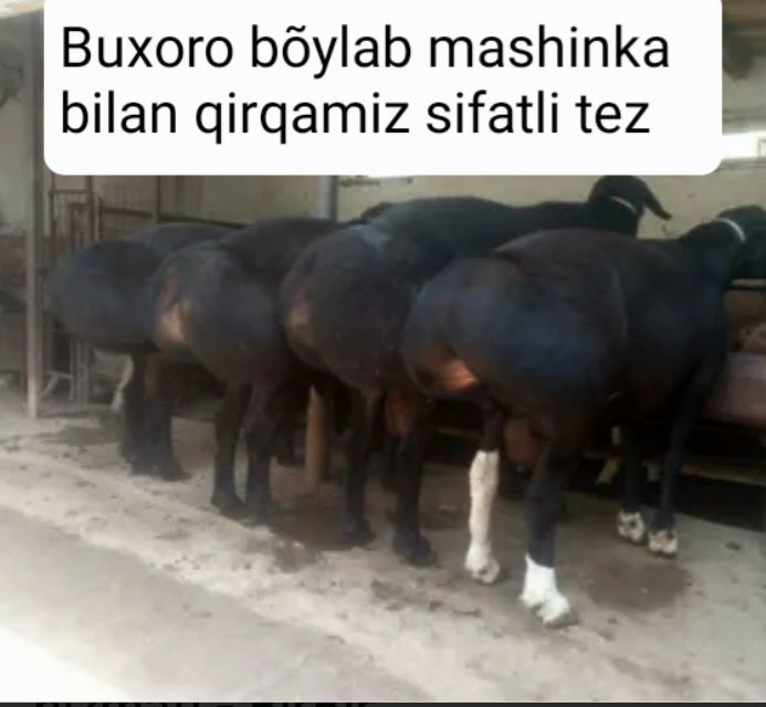 Qõy yungini olish xizmati