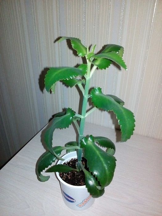 Продам цветок каланхоэ